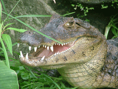 Close-up of crocodile