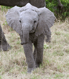 curious baby elephant