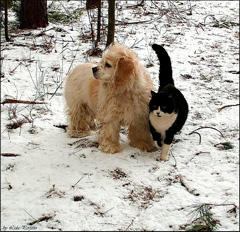 cat-and-dog-sticking-together-copy.jpg