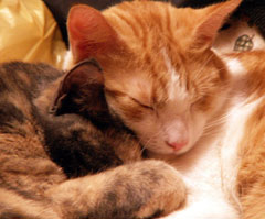 two-cats-snuggling-christmas.jpg
