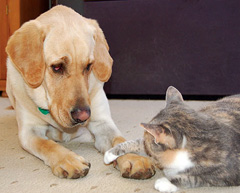 cat with paw on dog, dog looking quizzically