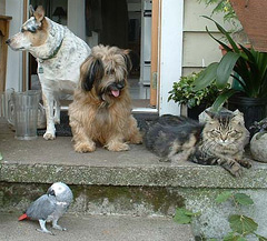 dogs, cat and parrot sitting together on porch