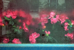 flowers-through-a-dirty-window-240.jpg