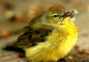 wounded-yellow-bird-on-our-back-deck-window-180.jpg