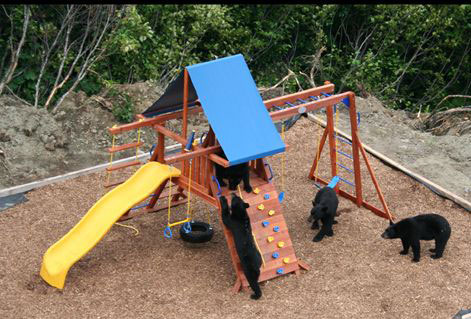 bears playing with child playground