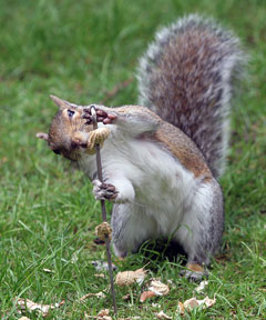 squirrel facing challenge of peanuts on a stick