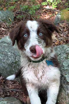 muddy dog licking mud off his nose