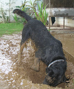 dog happily digging in mud
