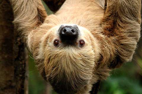 closeup of sloth