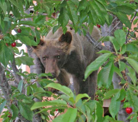bear in cherry tree
