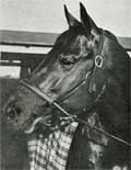 Seabiscuit as shown in the historical images archive