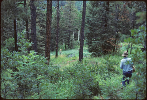 garden in the woods