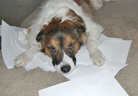 dog looking dejected lying on paperwork