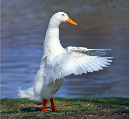 snow goose conducting with wings