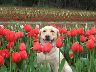 dog in tulip bed