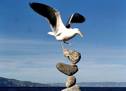 bird balancing on balanced rocks