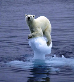 polar-bear-240