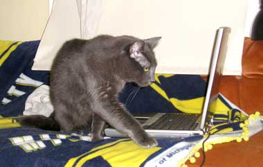 cat playing with computer