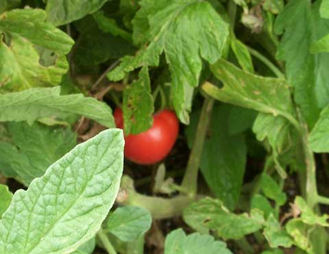 9-14-13-Tomato