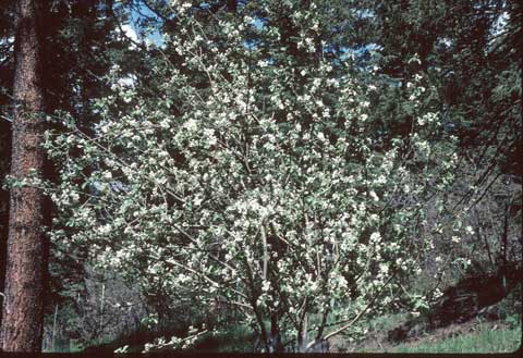 Old Transparent Apple Tree, 2001
