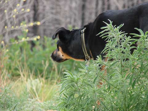 7-02-14 Montana-in-Bushes