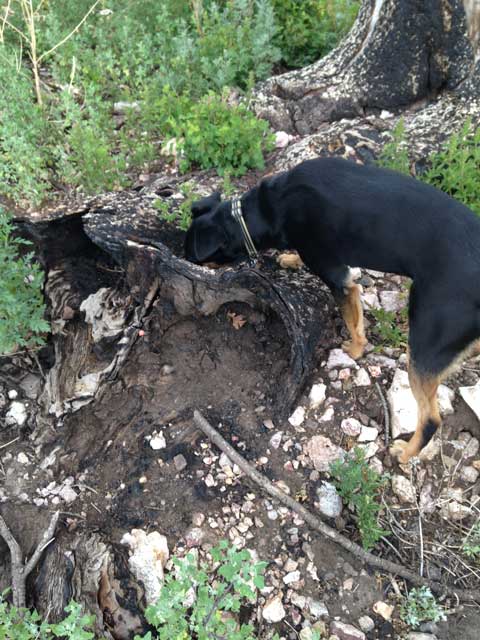 7-04-14-Montana-looking-in-stump