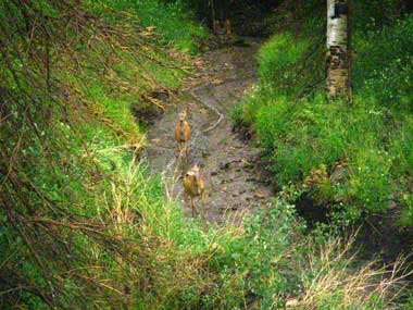 7-08-14-Deer-in-del-Norte-Stream