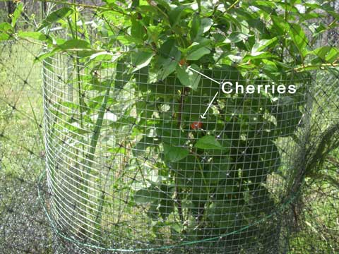 7-27-14-Cherries