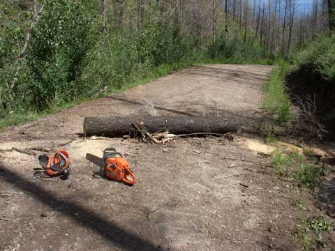 7-30-14-Tree-Across-Road-1