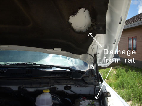 Damage to Truck