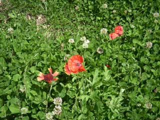 8-08-14-Poppies-and-Clover