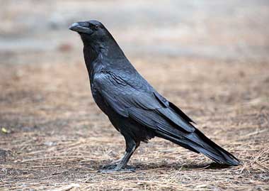 Raven Wikipedia