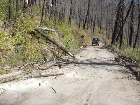 10-14-14-Trees-on-Road-1