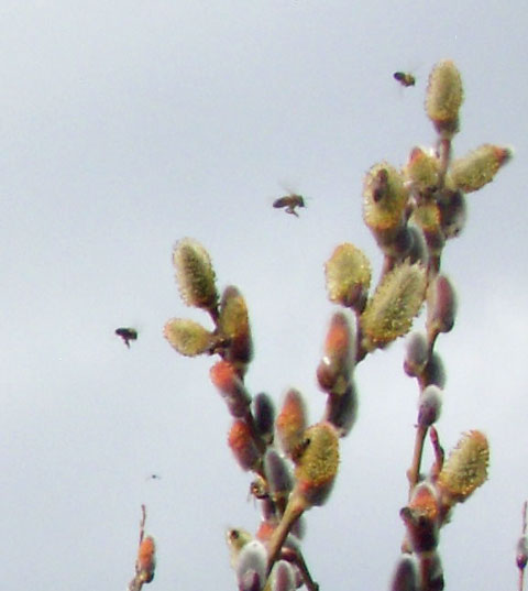 3-18-15-Bees-and-Pussy-WIllow-2-1