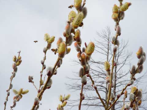 3-18-15-Pussy-WIllow-and-Bees-2