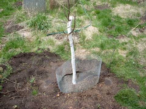 5-06-15-New-Pear-Tree-With-Tree-Guard