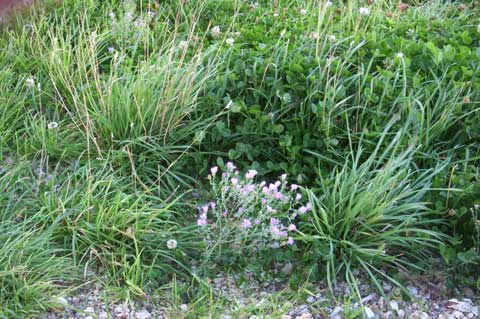 Purple-Flowers-and-Grass
