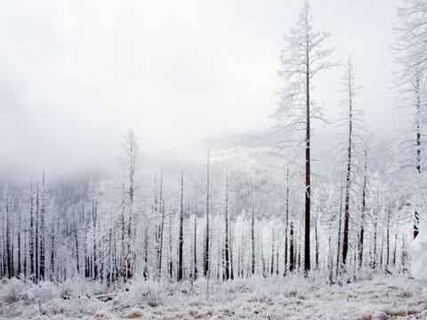 11-28-15-Trees-in-Winter-7
