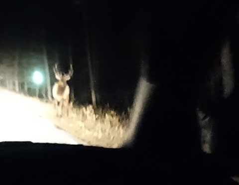 12-01-15-Elk-on-Side-of-Road
