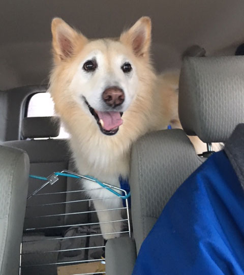 1-13-16-Sammy-on-way-home-from-the-vet