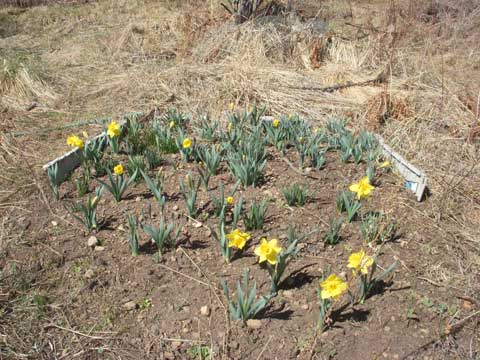 3-24-16-Daffodils