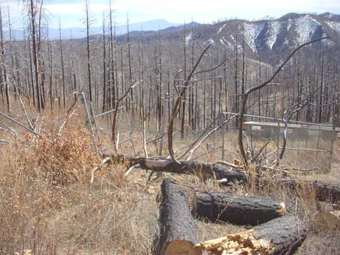 3-24-16-Fallen-Tree-on-Fence-2