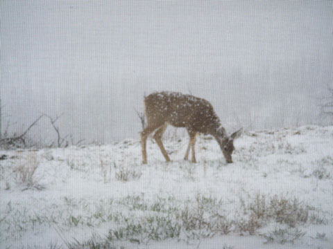 4-01-16-Deer-Outside-Living-Room-1
