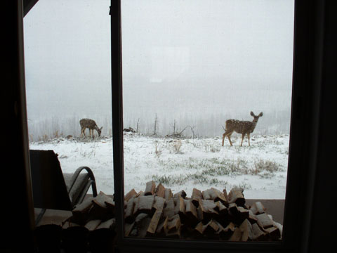 4-01-16-Deer-Outside-Living-Room-2