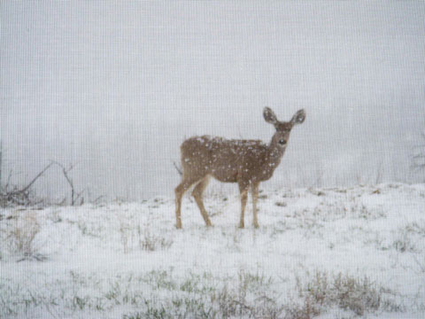 4-01-16-Deer-Outside-Living-Room-3