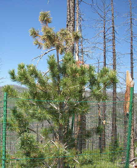 6-04-16 Limber Pine 1