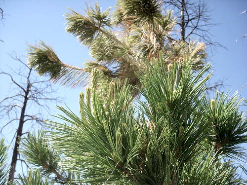 6-04-16 Limber Pine 3