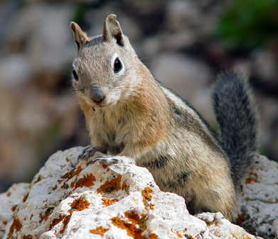 https://en.wikipedia.org/wiki/Golden-mantled_ground_squirrel