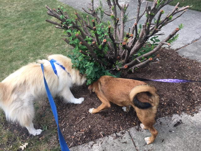 8-12-16 Mazie and Sammy on a Walk