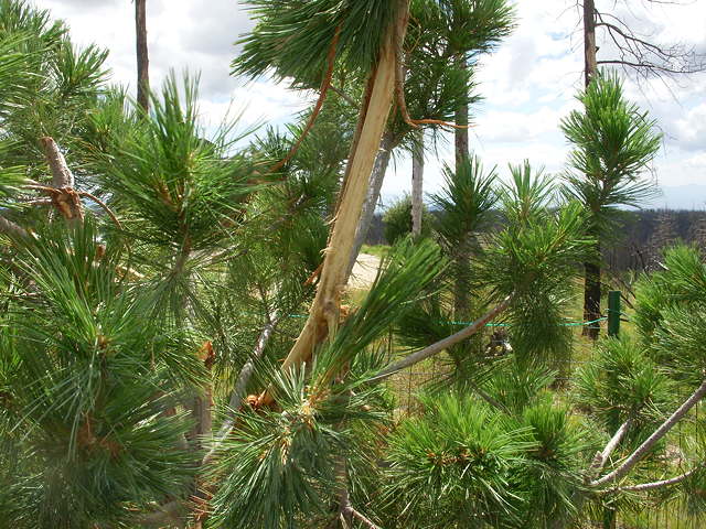 8-23-16 Limber Pine, New Damage